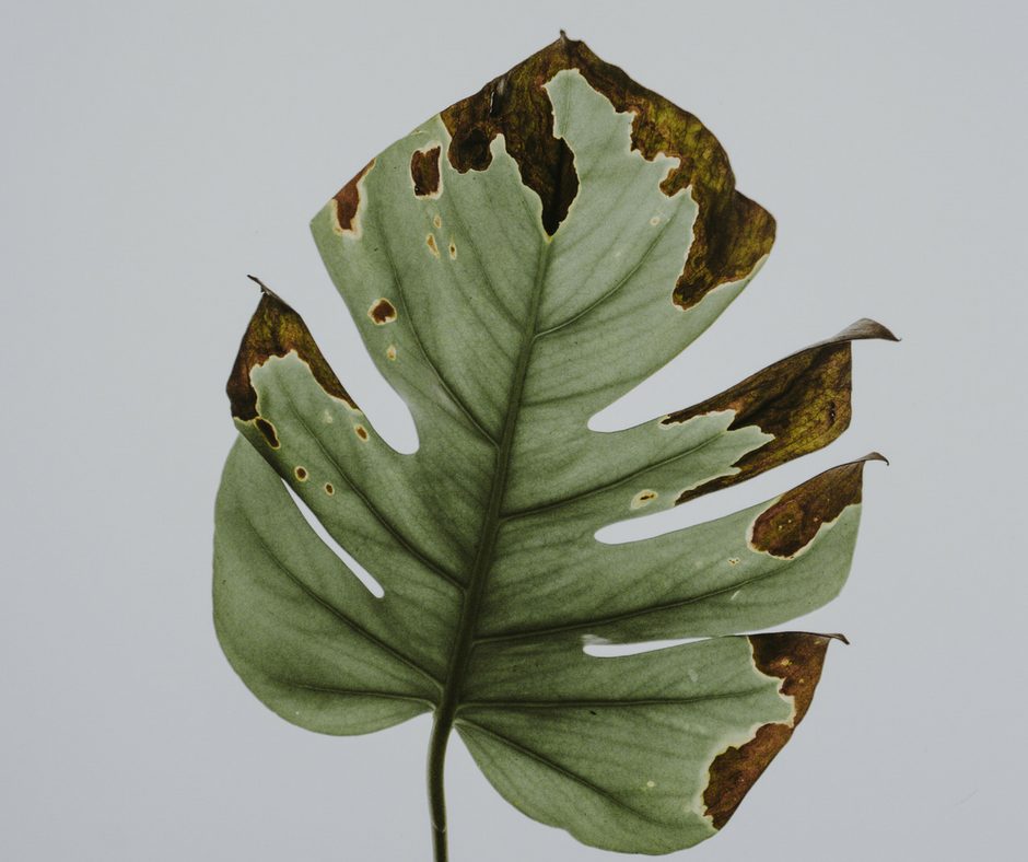 inflammation jacqueline evans