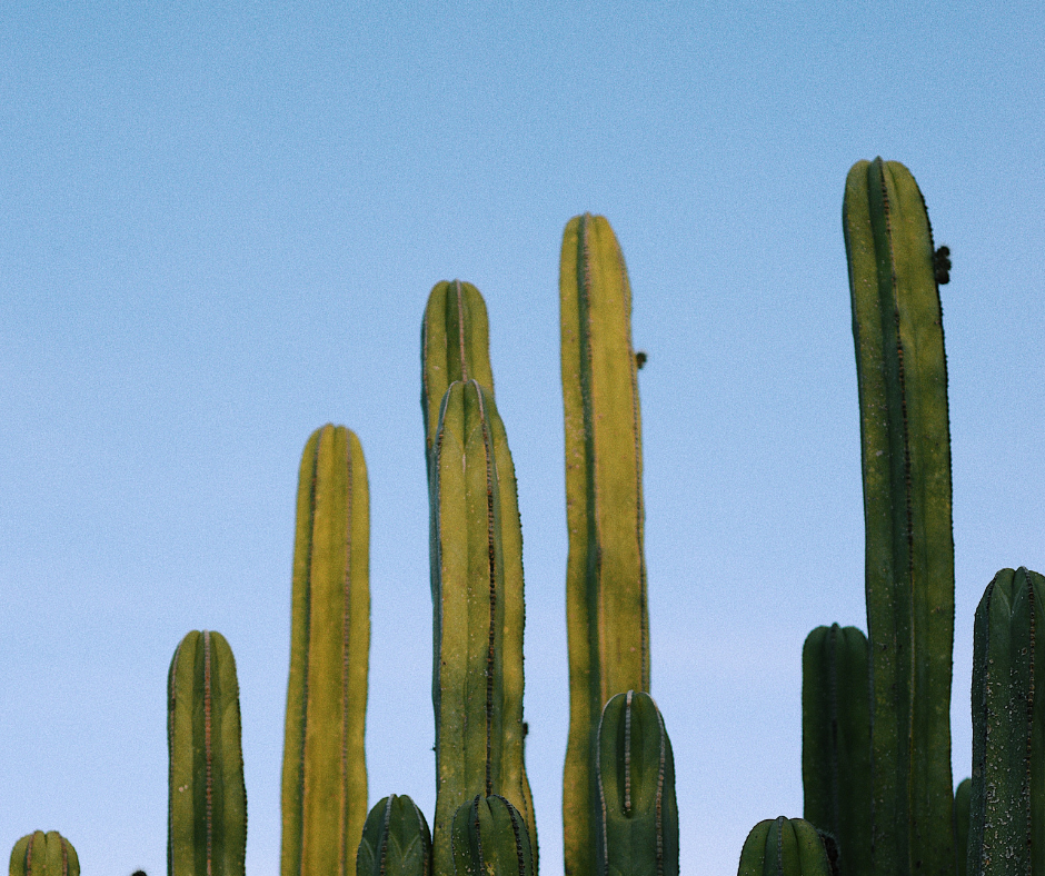 Sensitive vs Sensitised Skin