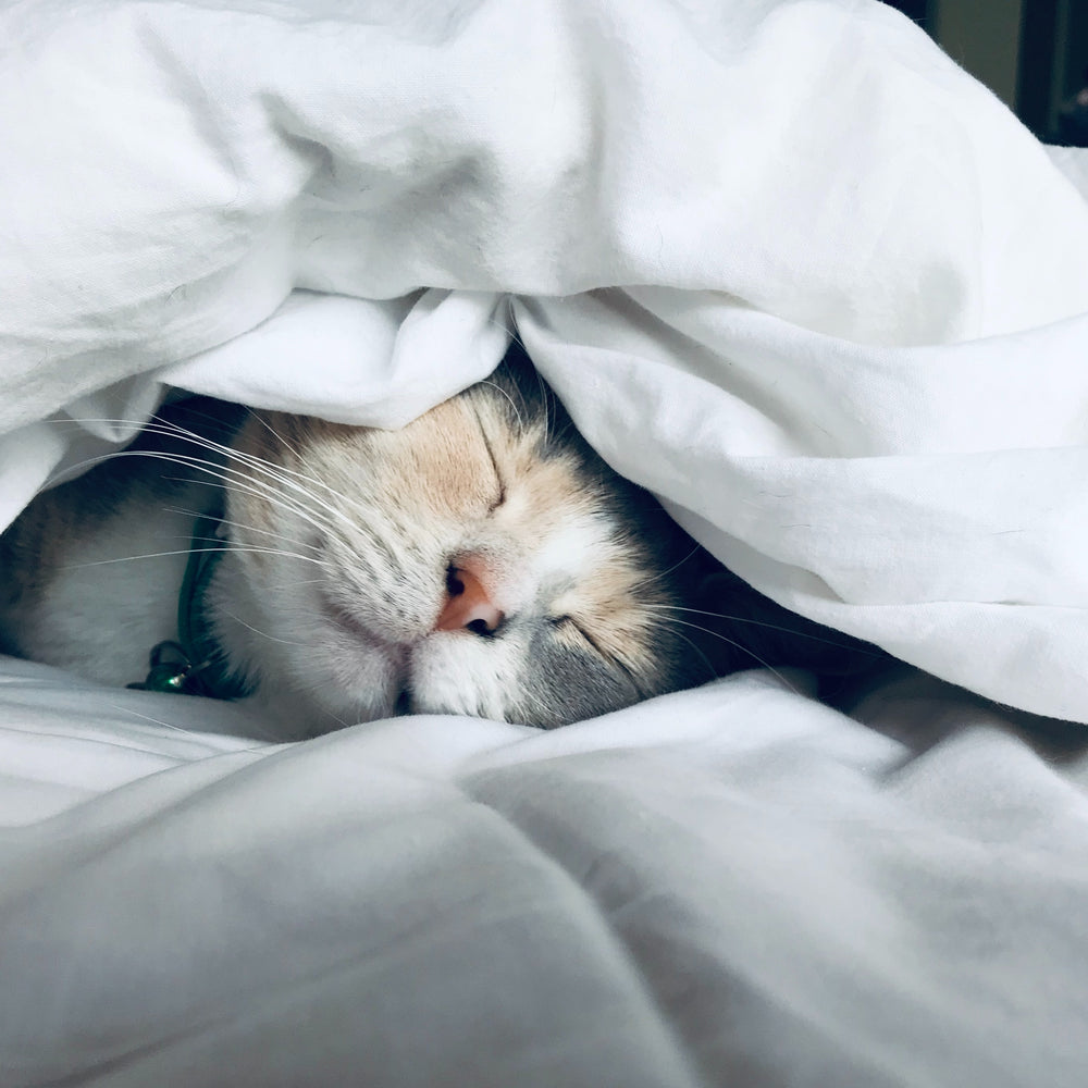 This one nutrient might improve your sleep